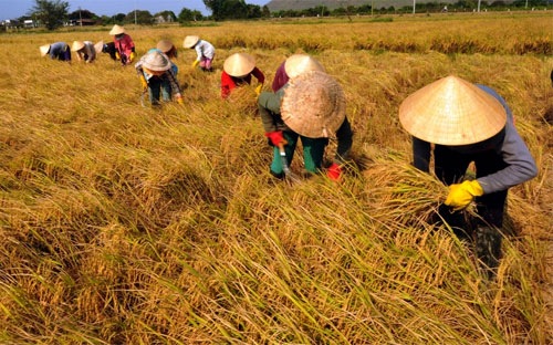 Xuất khẩu gạo ảm đạm sau năm lập kỷ lục